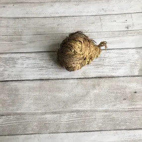 Rose of Jericho