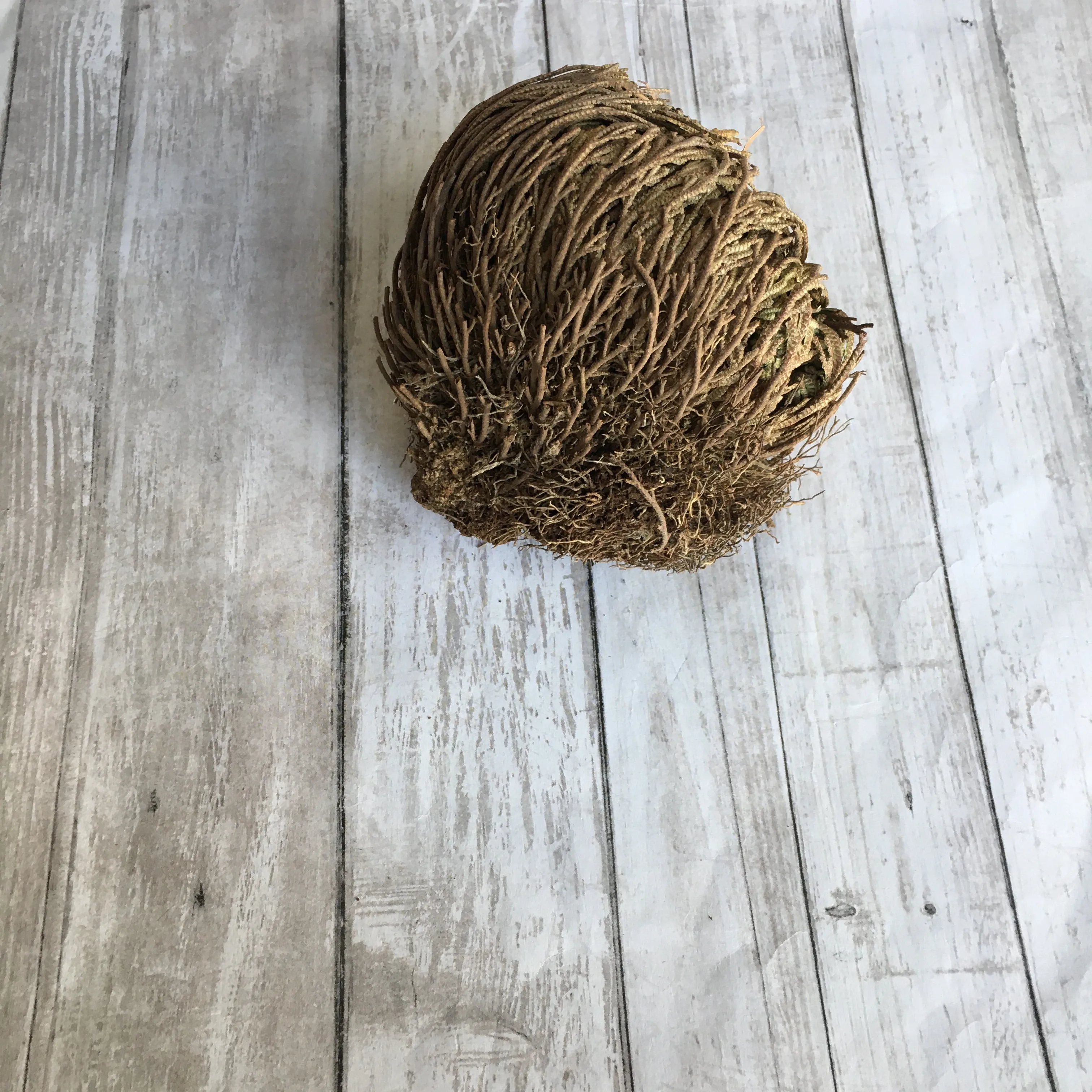 Rose of Jericho